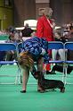 Crufts2011_2 834